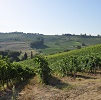 Vineyard