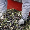 Olive harvest