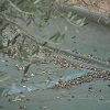 Machined olive harvest