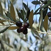 Olives