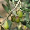 Olives