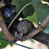 Snail in the vineyard