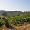 Vineyard