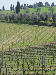 Vineyard