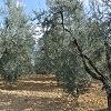 Oliveta