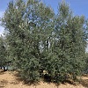Oliveta