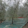 Raccolta olive a macchina