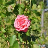 Rosa nel filare