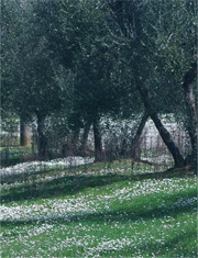 Olive groves