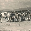 Livestock fair at Empoli - 1950.