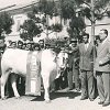 Livestock fair at Empoli - 1950.