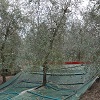 Machined olive harvest