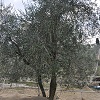 Manual olive harvest