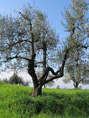 Ancient olive groves