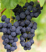 Sangiovese grape