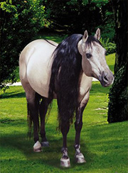Sir Jac Frost - stallone Quarter Horse