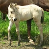 Puledro